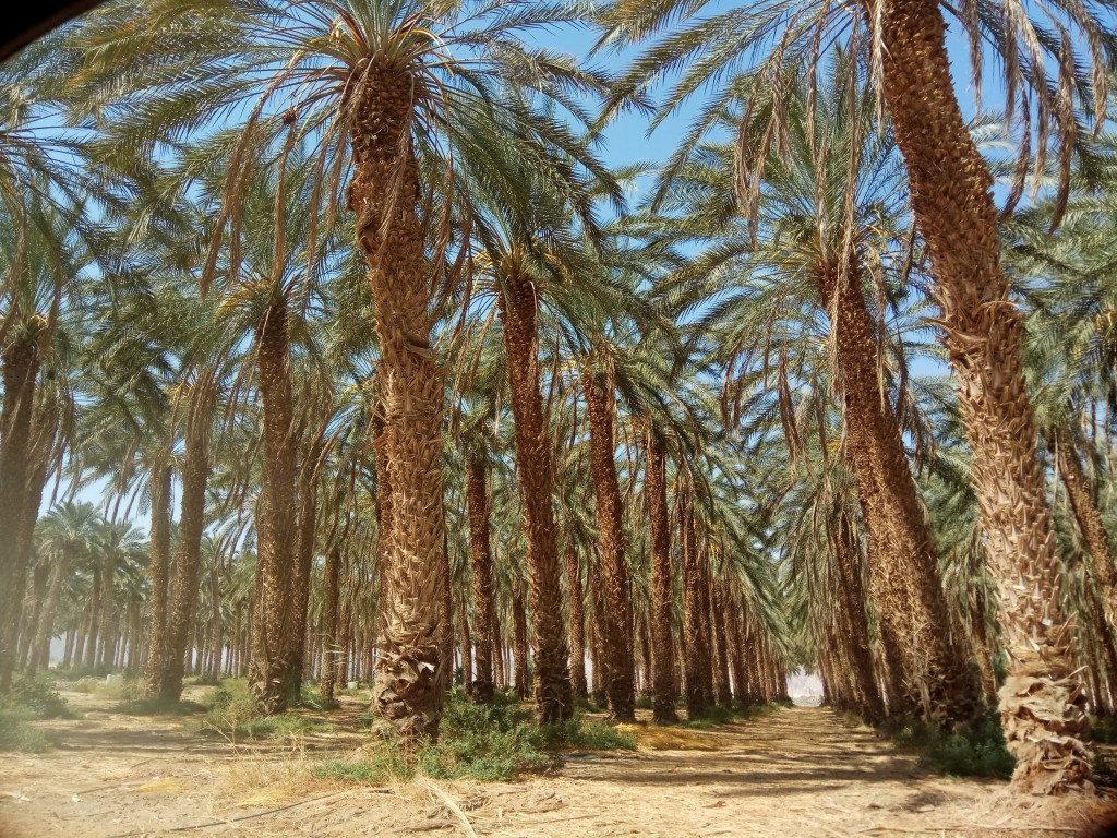 חגיגות סוף הגדיד - צילום טלי בריל 