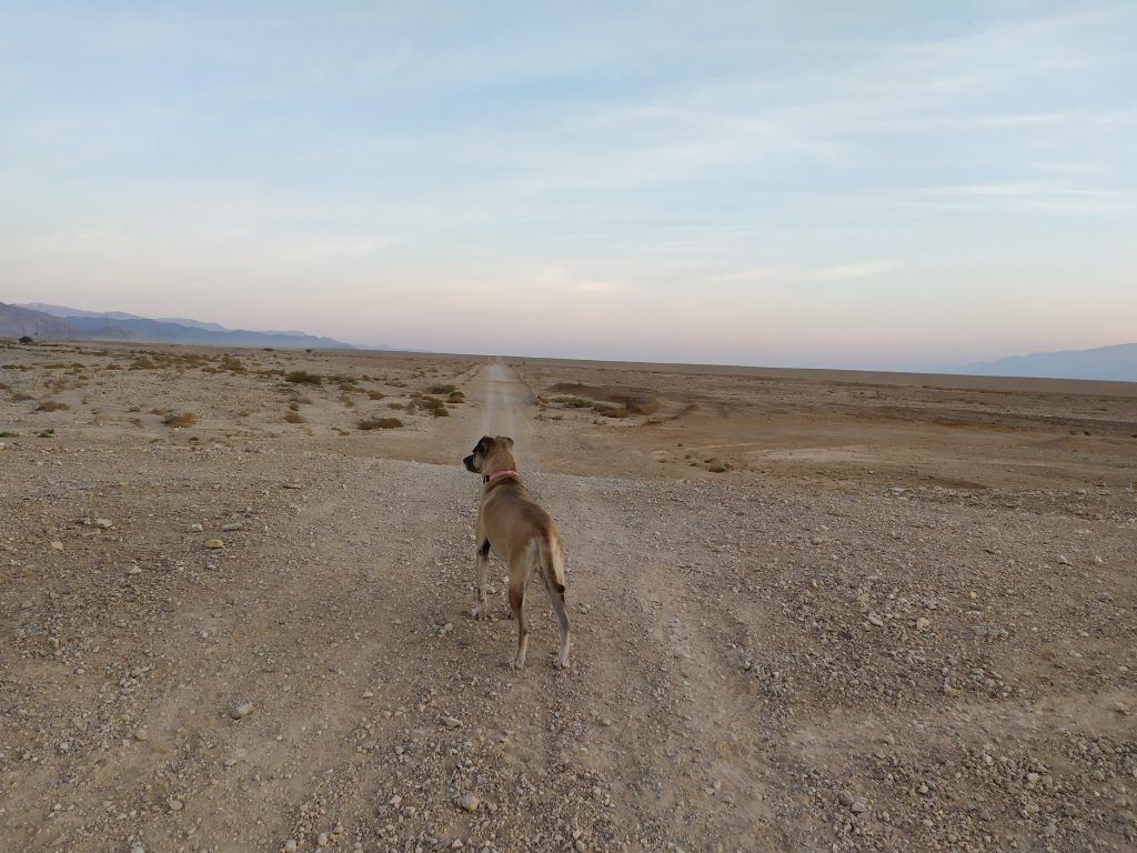 כלבה במדבר