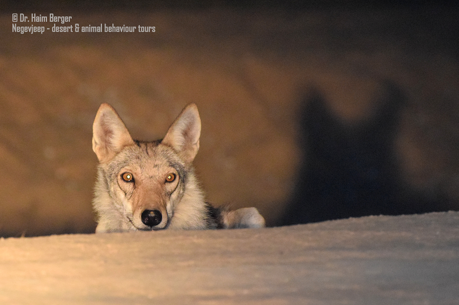 צילום לילה של זאב צילום חיים ברגר