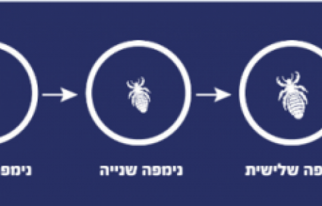 הקשר בין חוק מרפי לכינים