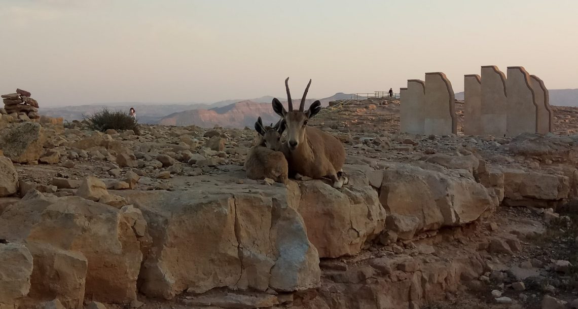 חנוכה במדבר הישראלי – מגוון אירועים החל מעשרים שקלים